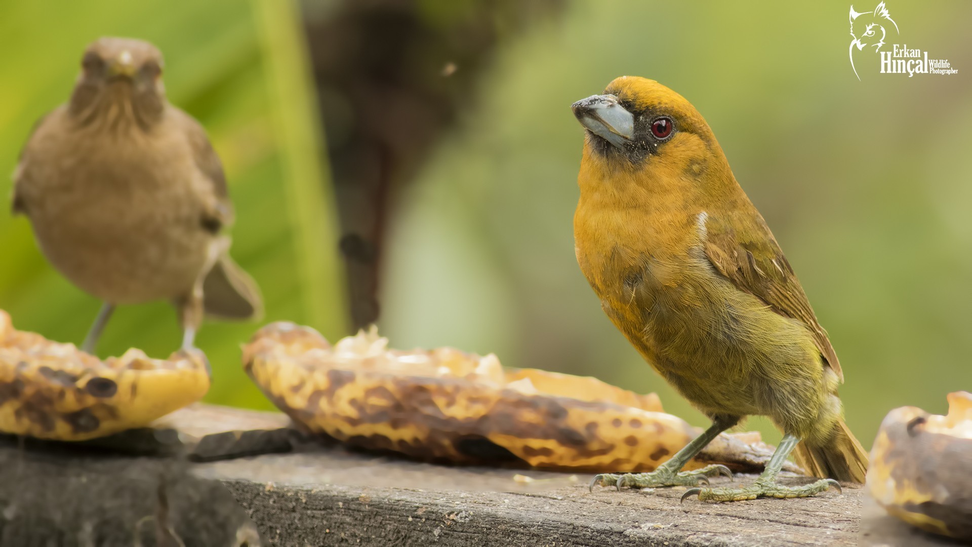 Prong-billed Barbet