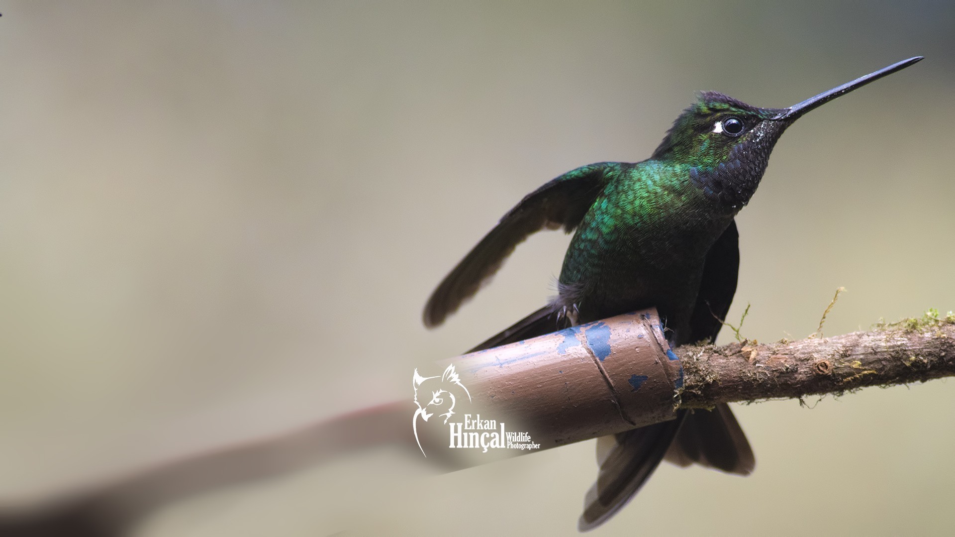 Magnificent Hummingbird