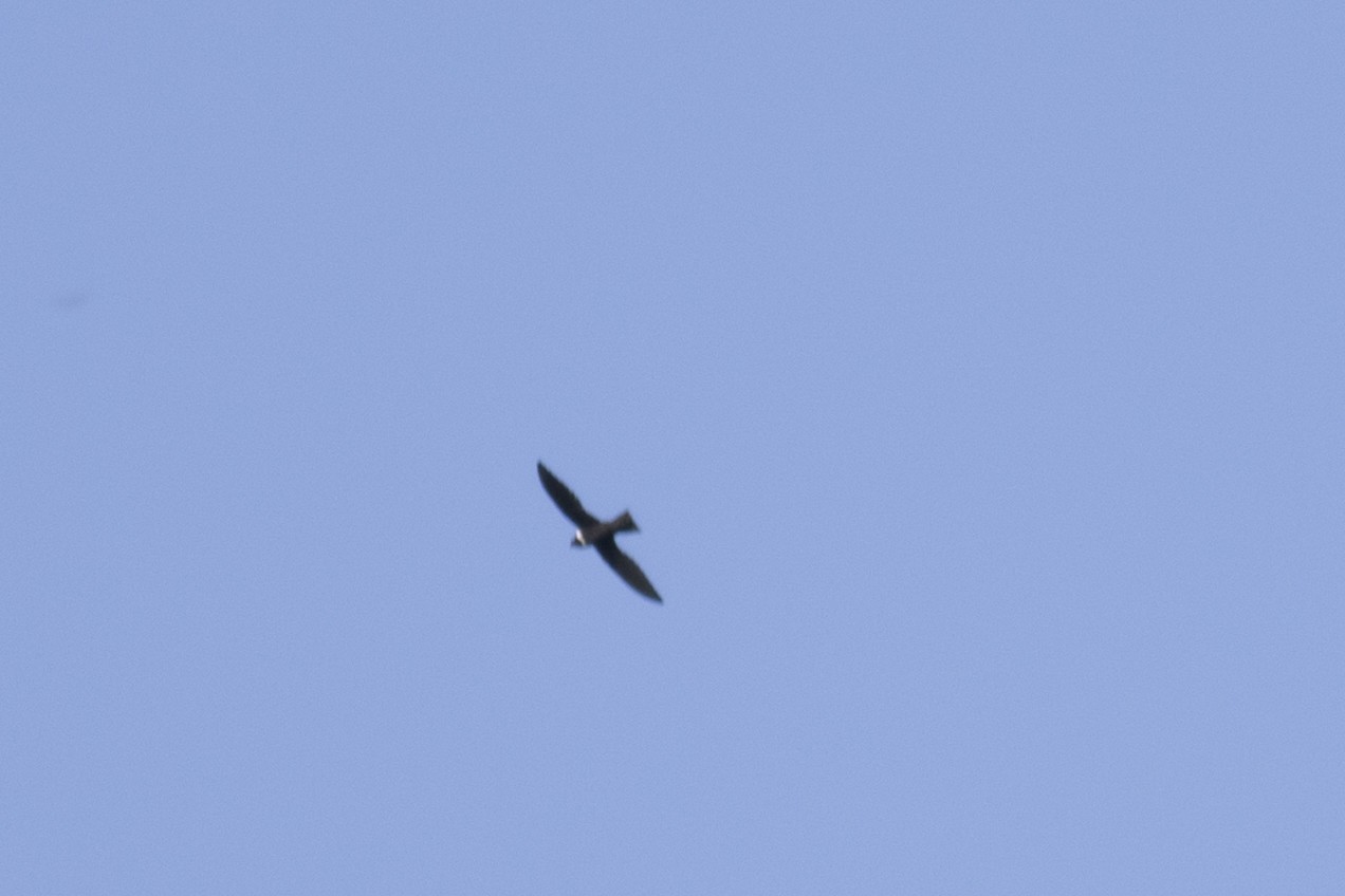 White-collared Swift