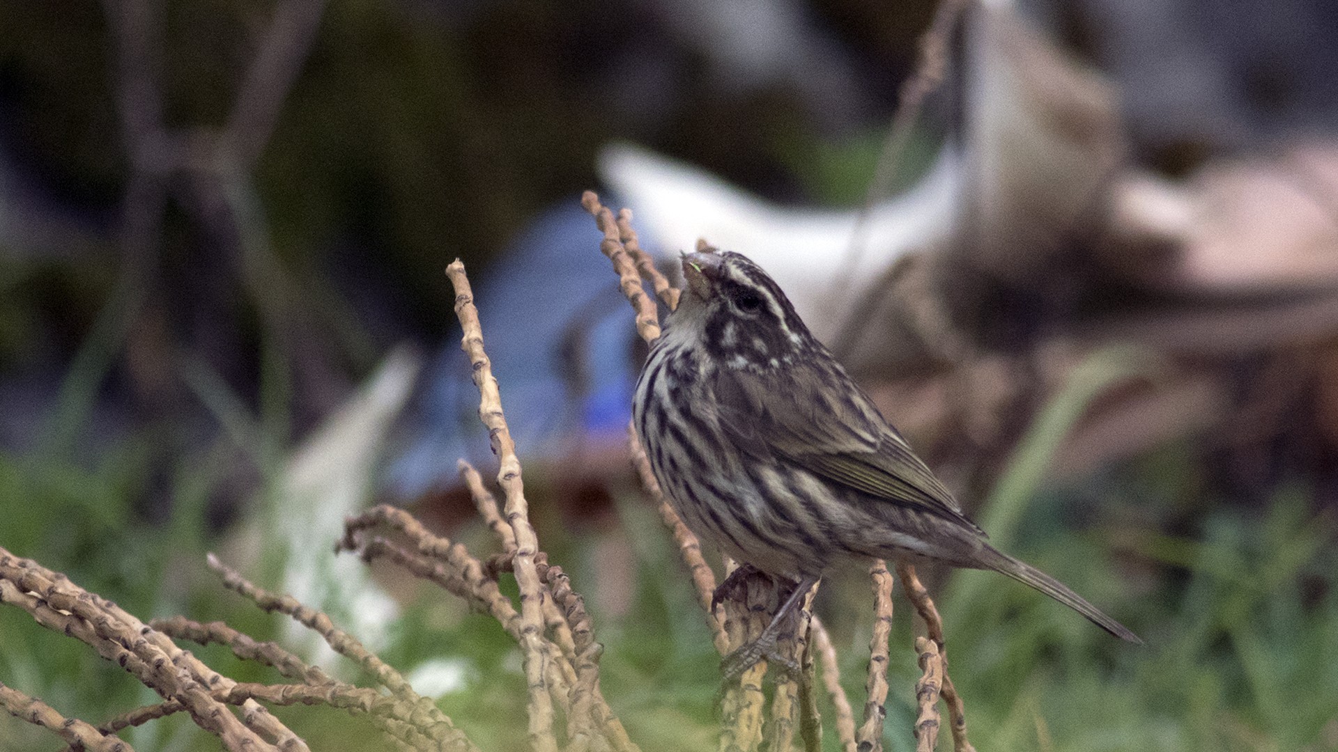 Streaky Seedeater — Ana fotoğraf