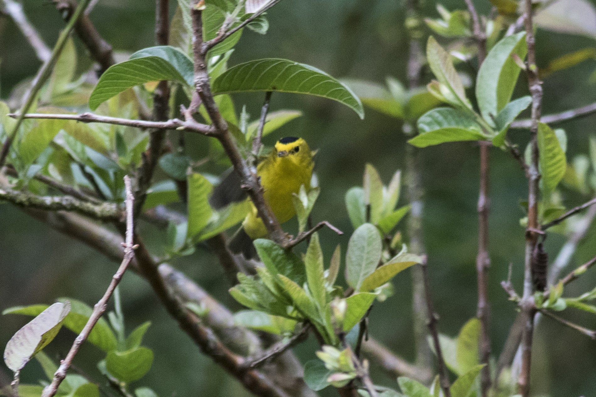 Wilson's Warbler