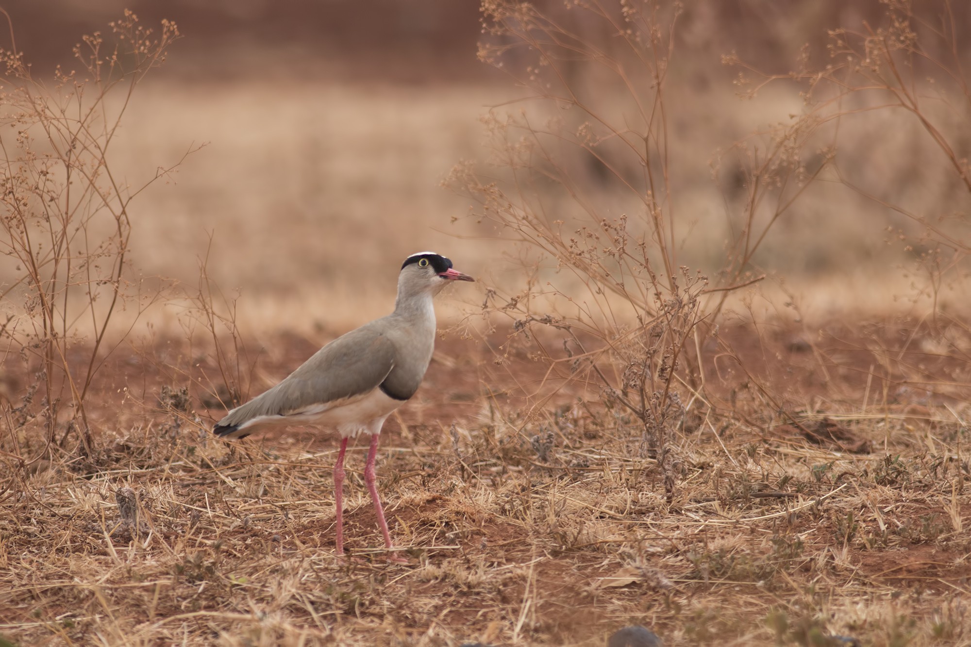 Crowned Lapwing
