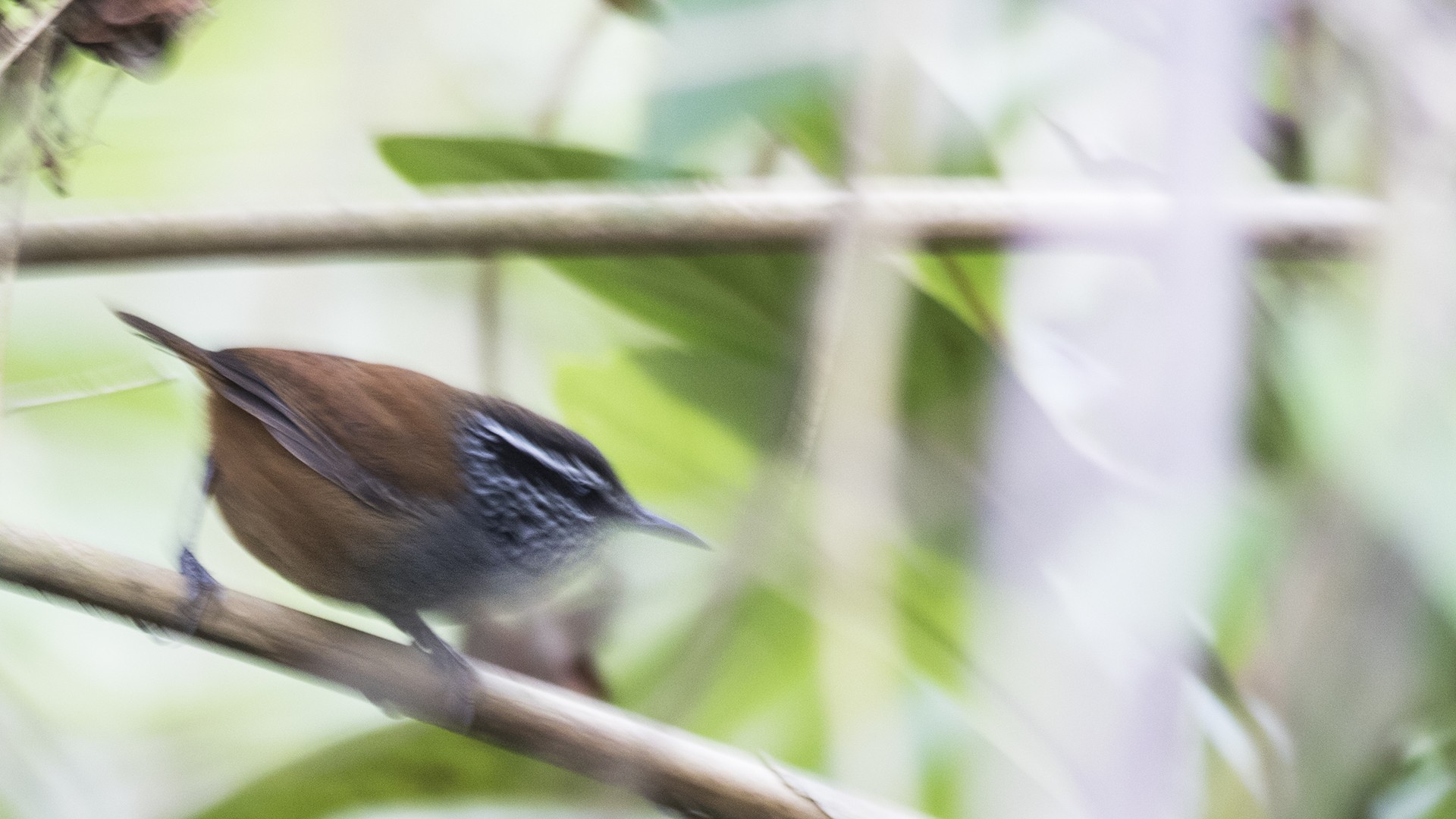 Grey-breasted Wood-wren — Ana fotoğraf