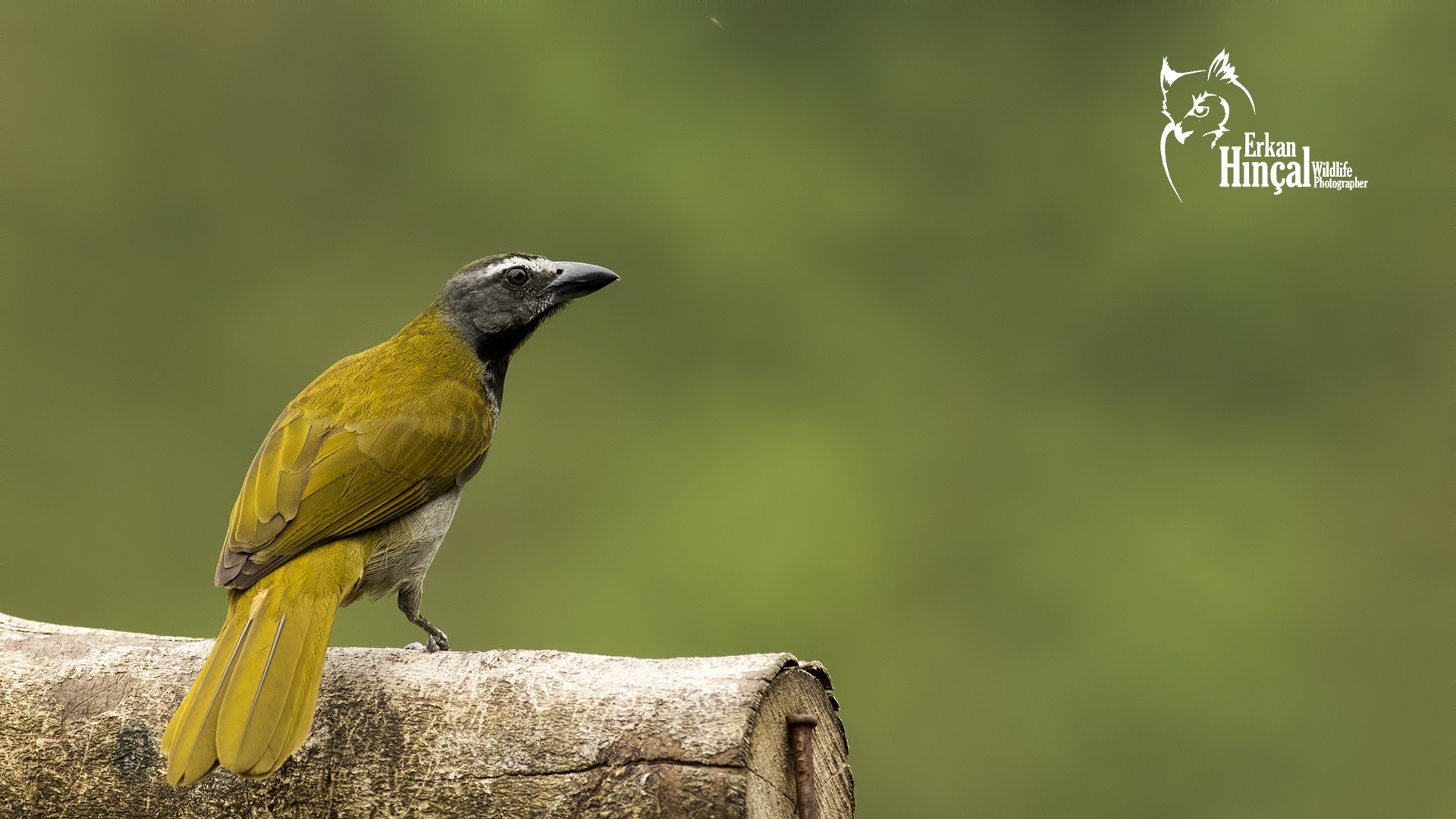 Buff-throated Saltator