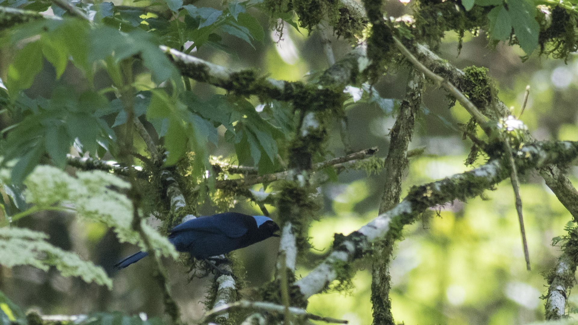 Azure-hooded Jay — Ana fotoğraf