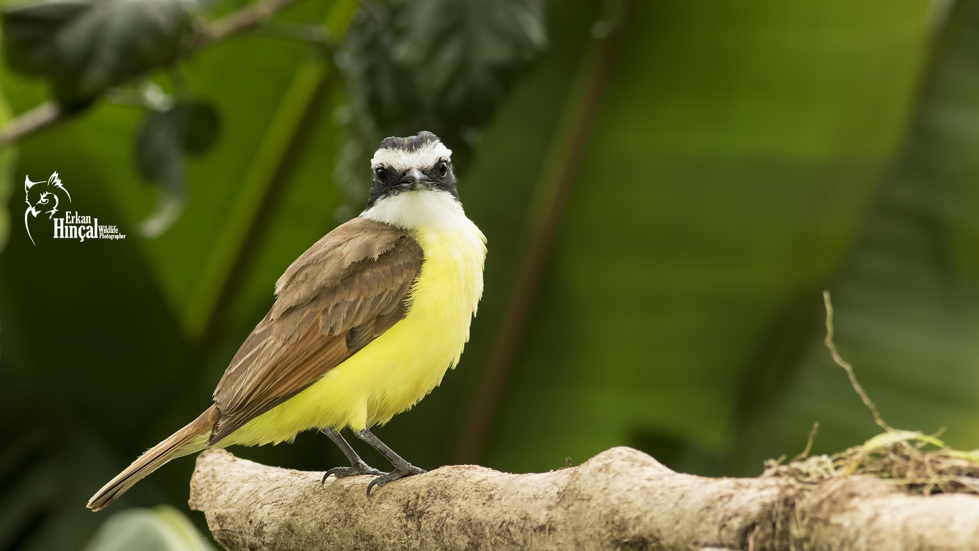 Great Kiskadee — Ana fotoğraf