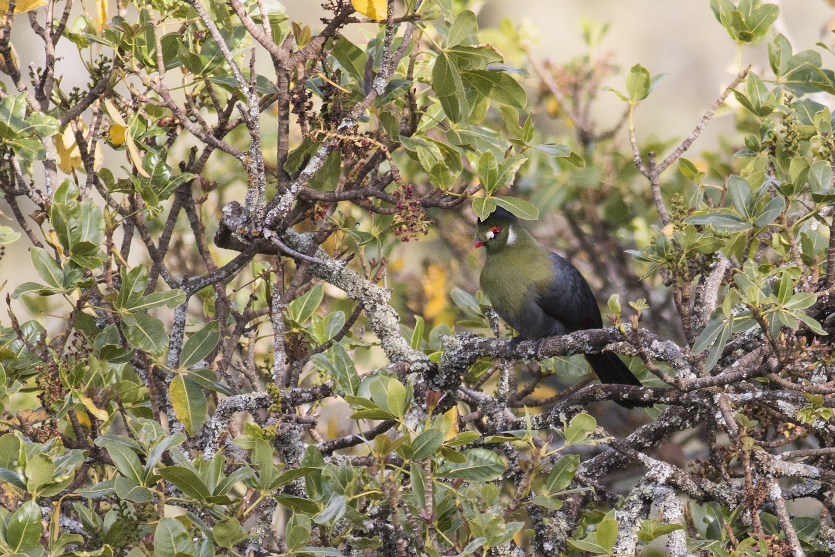 White-cheeked Turaco