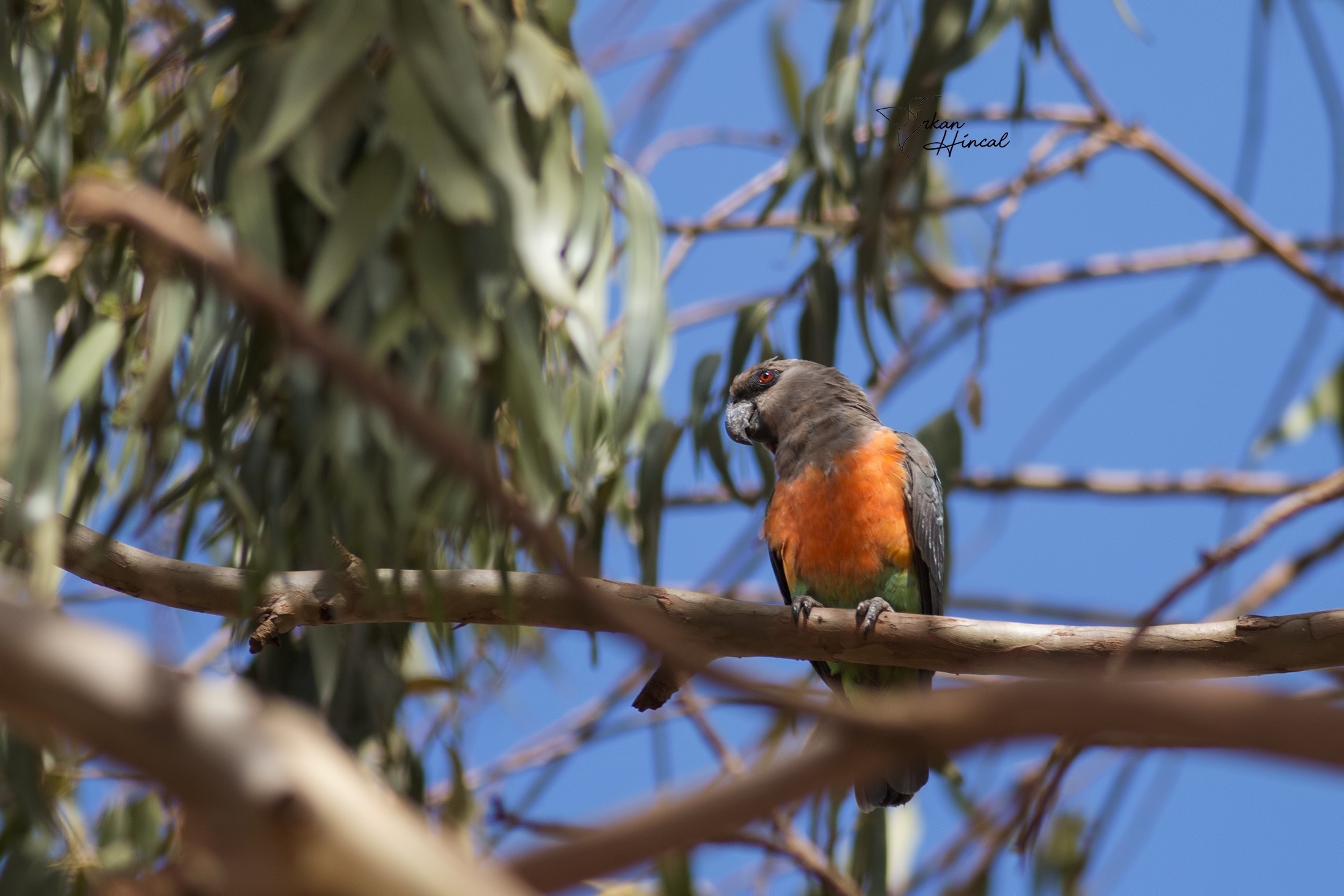 Red-bellied Parrot