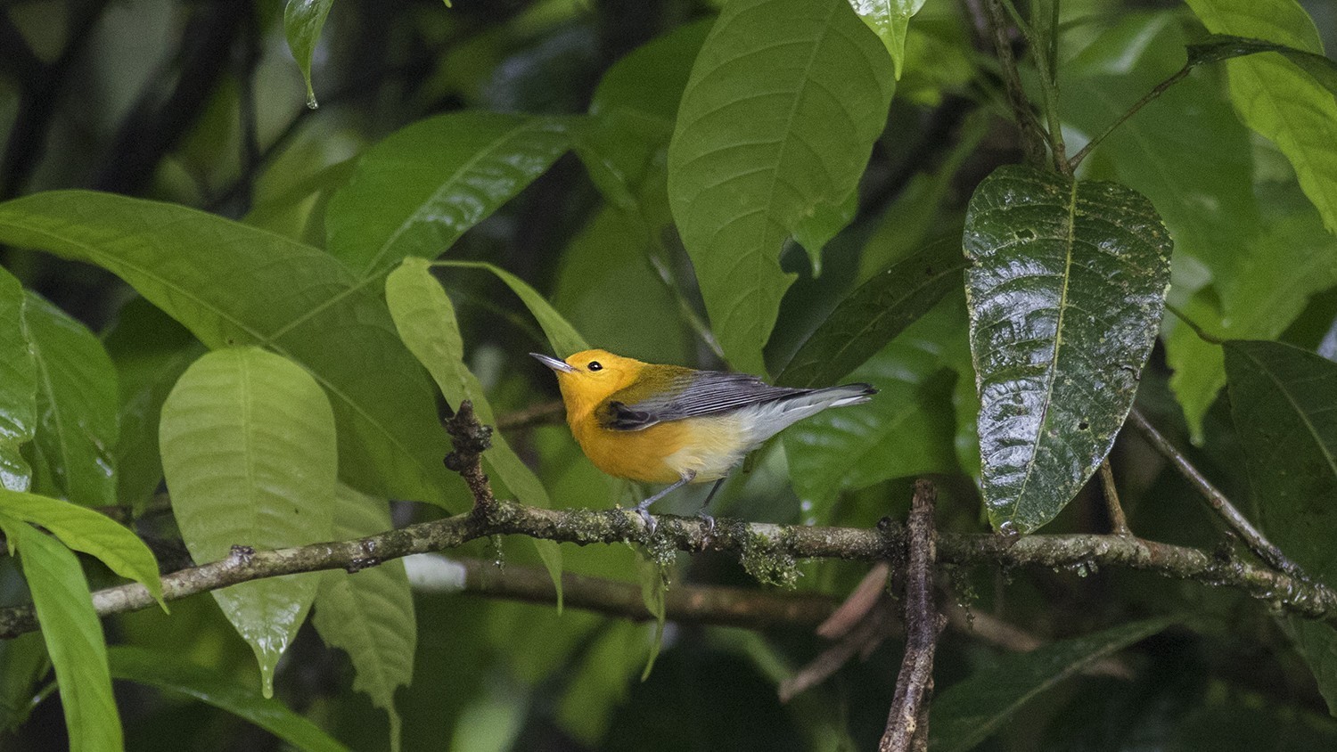 Prothonotary Warbler