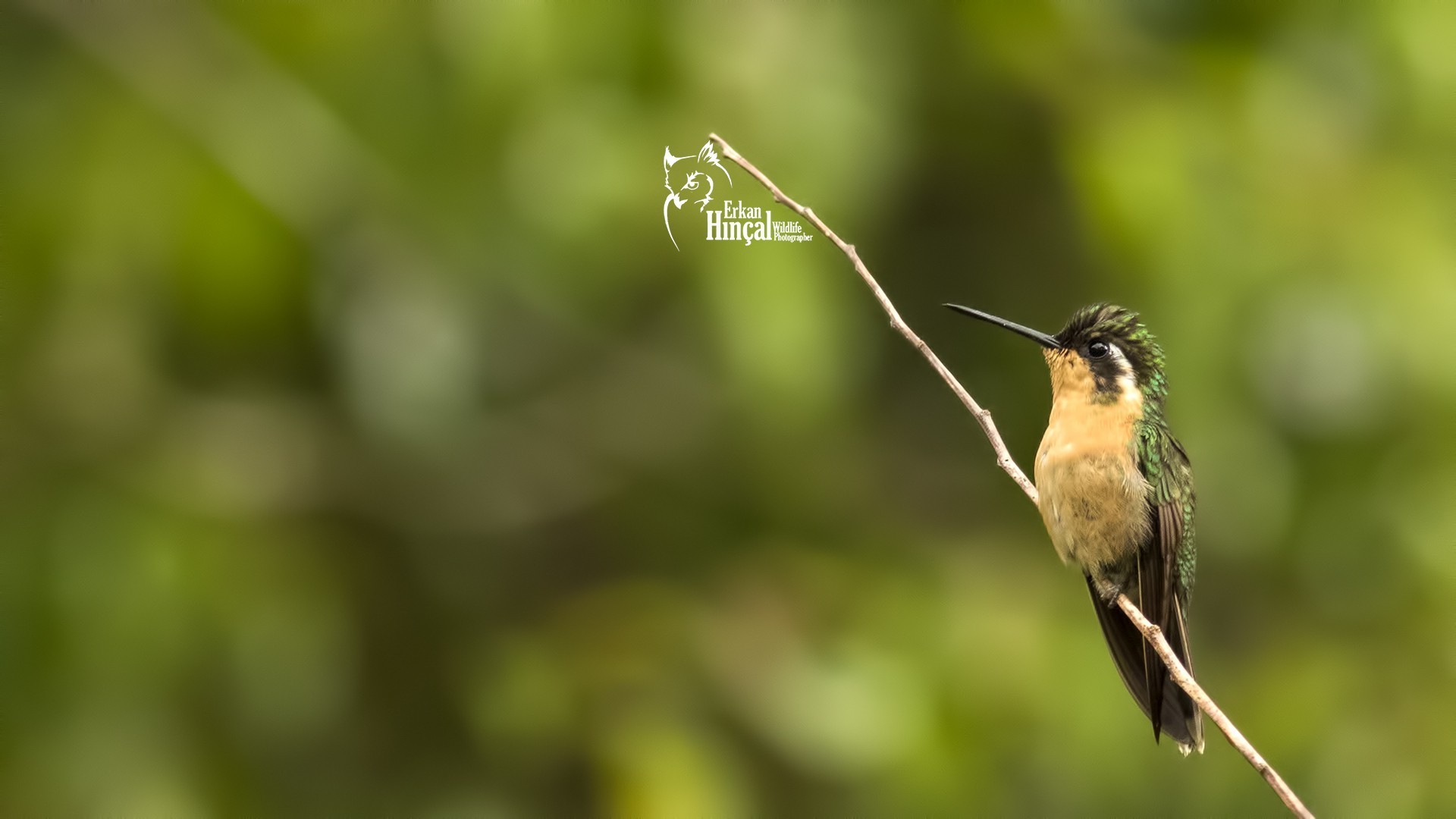 White-throated Mountain-gem — Ana fotoğraf