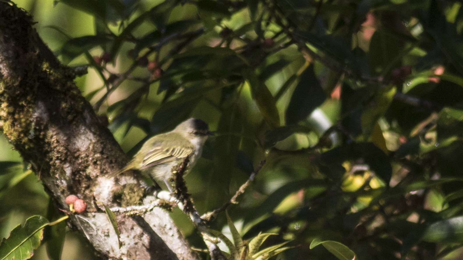 Paltry Tyrannulet — Ana fotoğraf