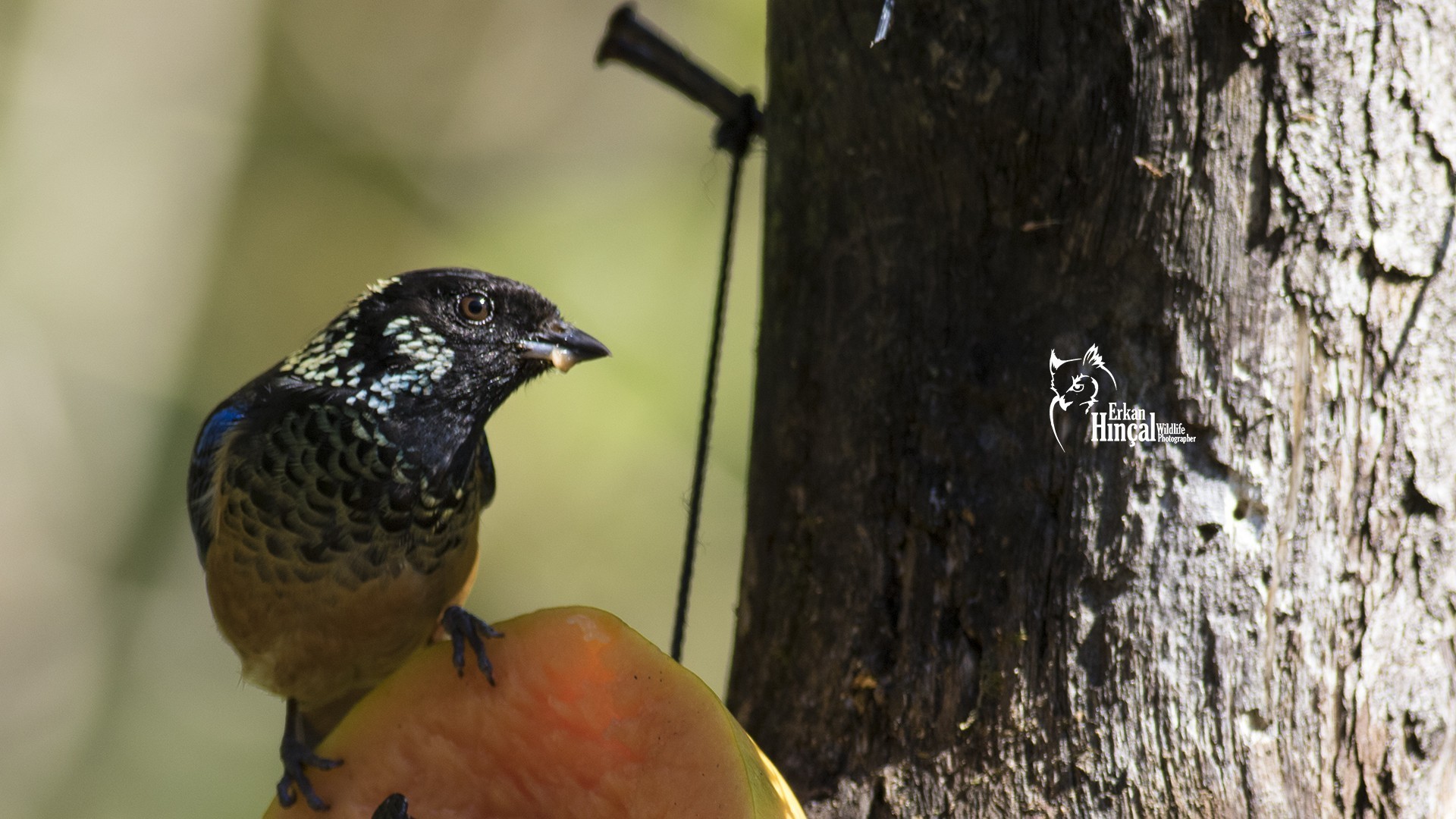 Spangle-cheeked Tanager — Ana fotoğraf