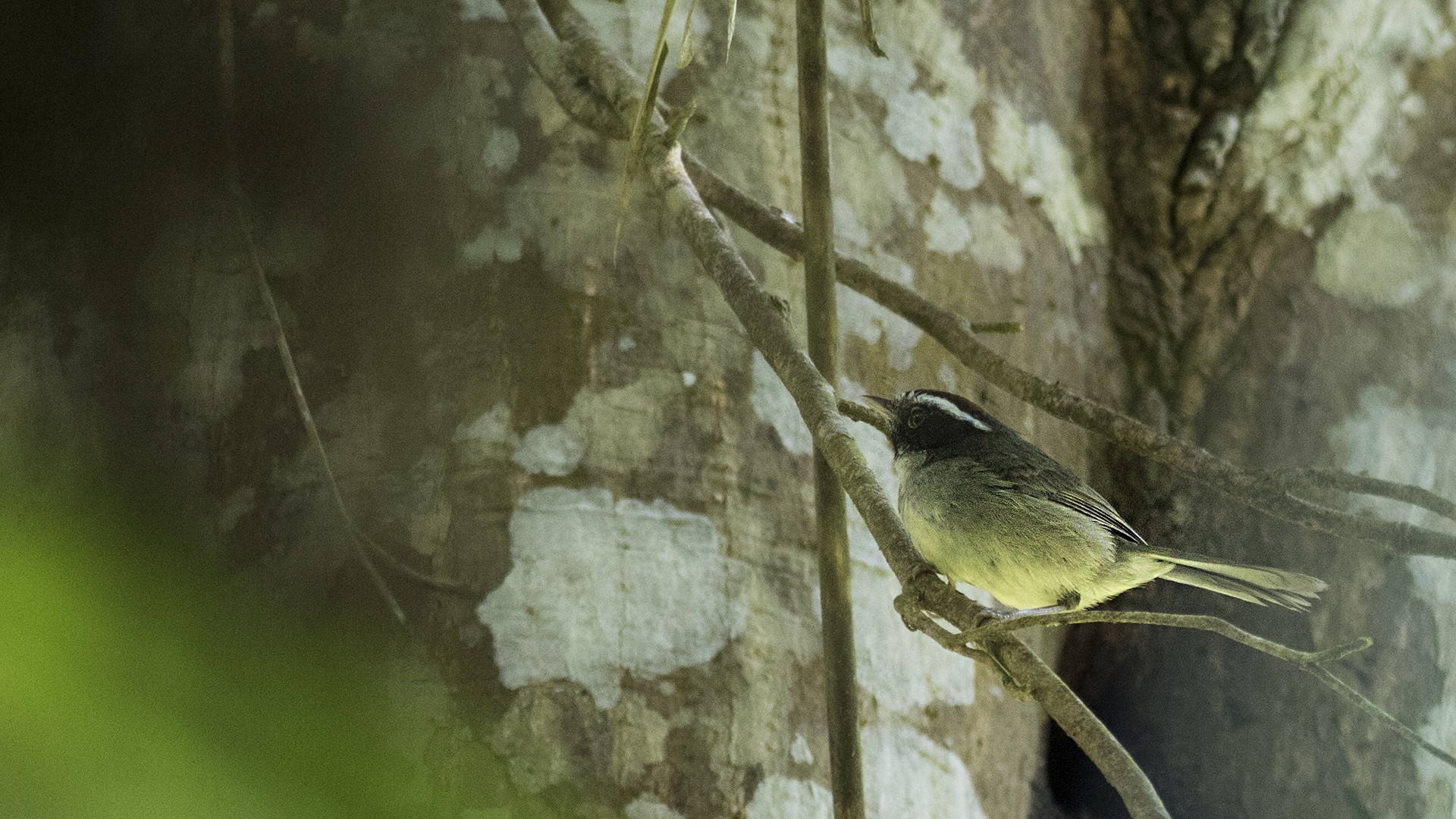Black-cheeked Warbler