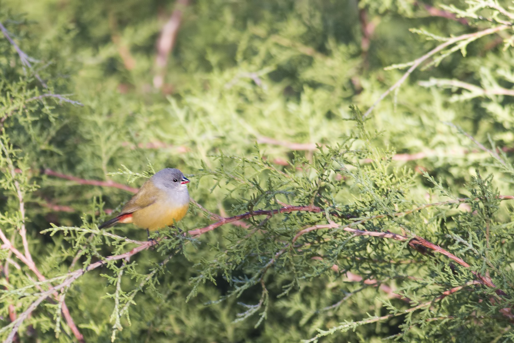 Yellow-bellied Swee