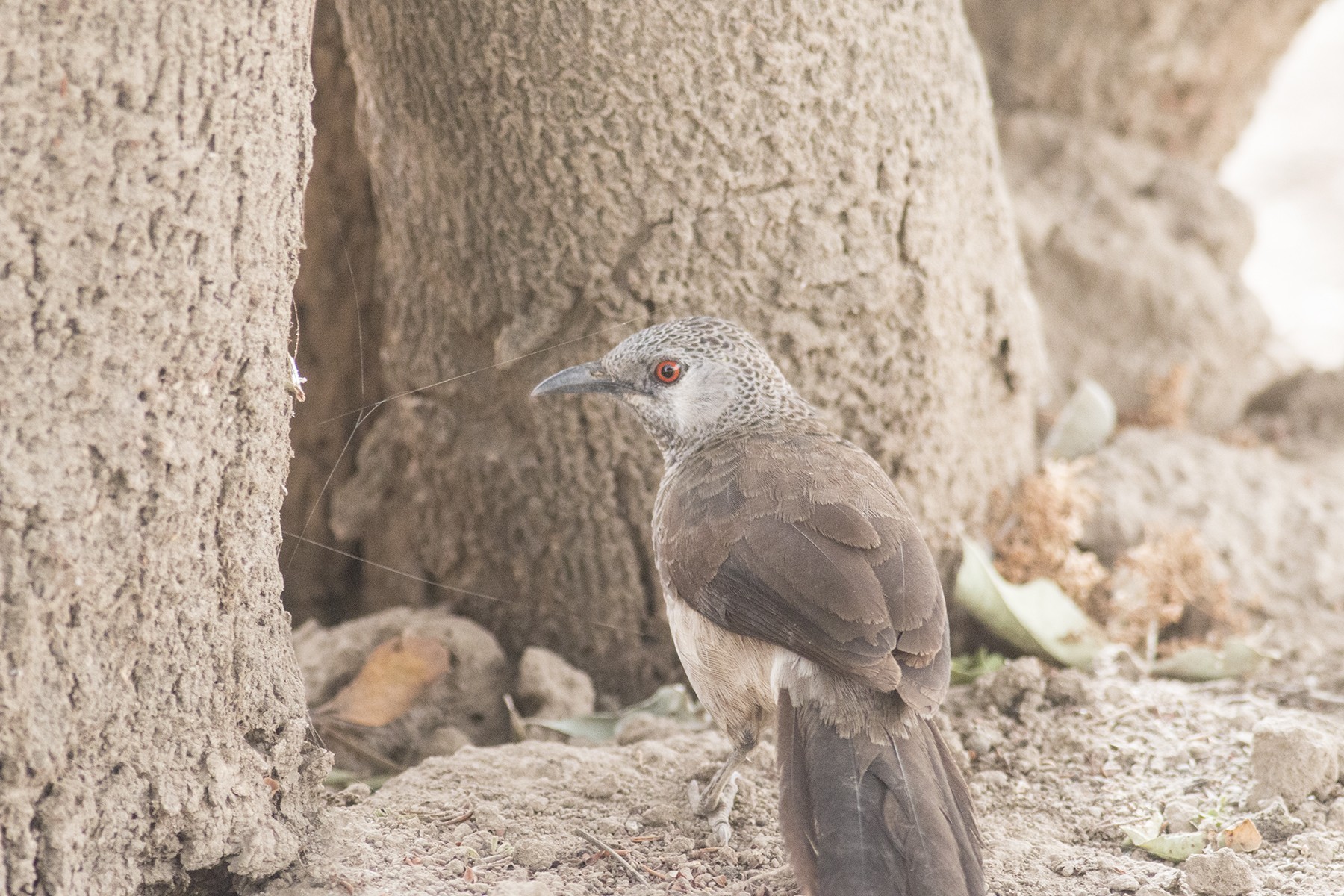 Northern White-rumped Babbler — Ana fotoğraf