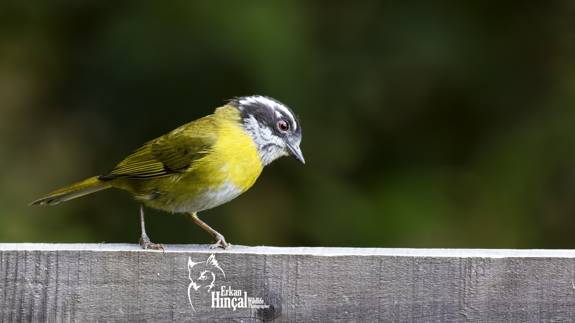 Sooty-capped Bush-tanager