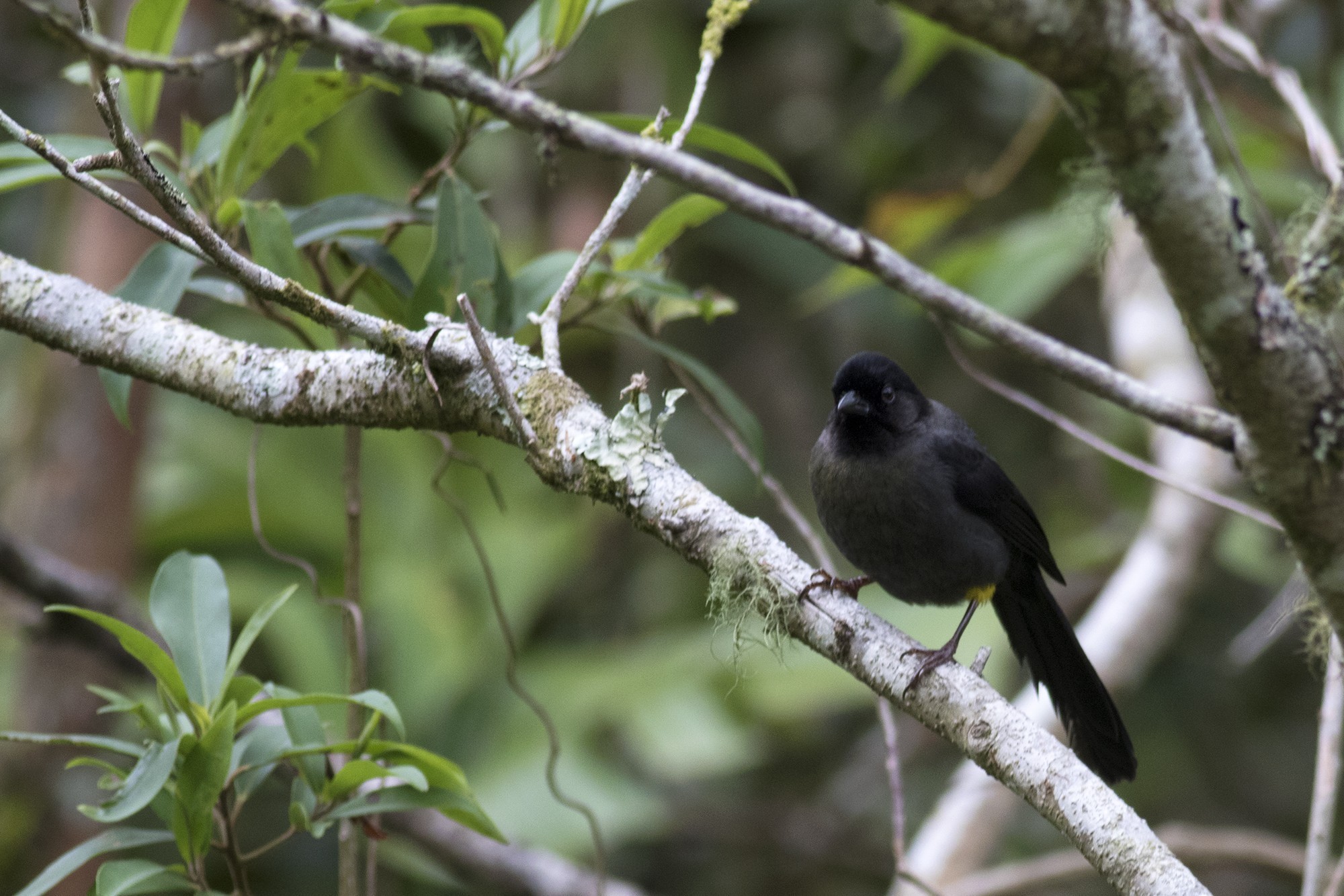 Yellow-thighed Finch — Ana fotoğraf