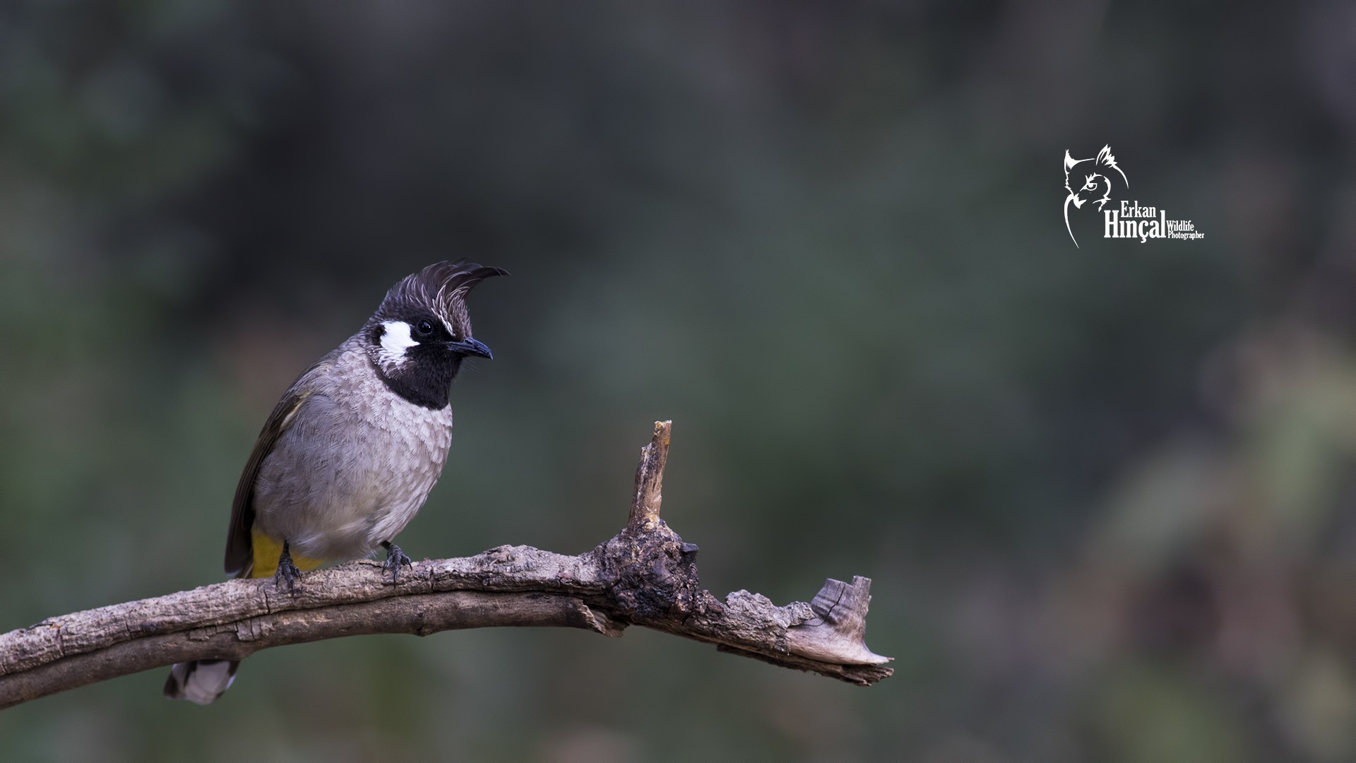Himalayan Bulbul