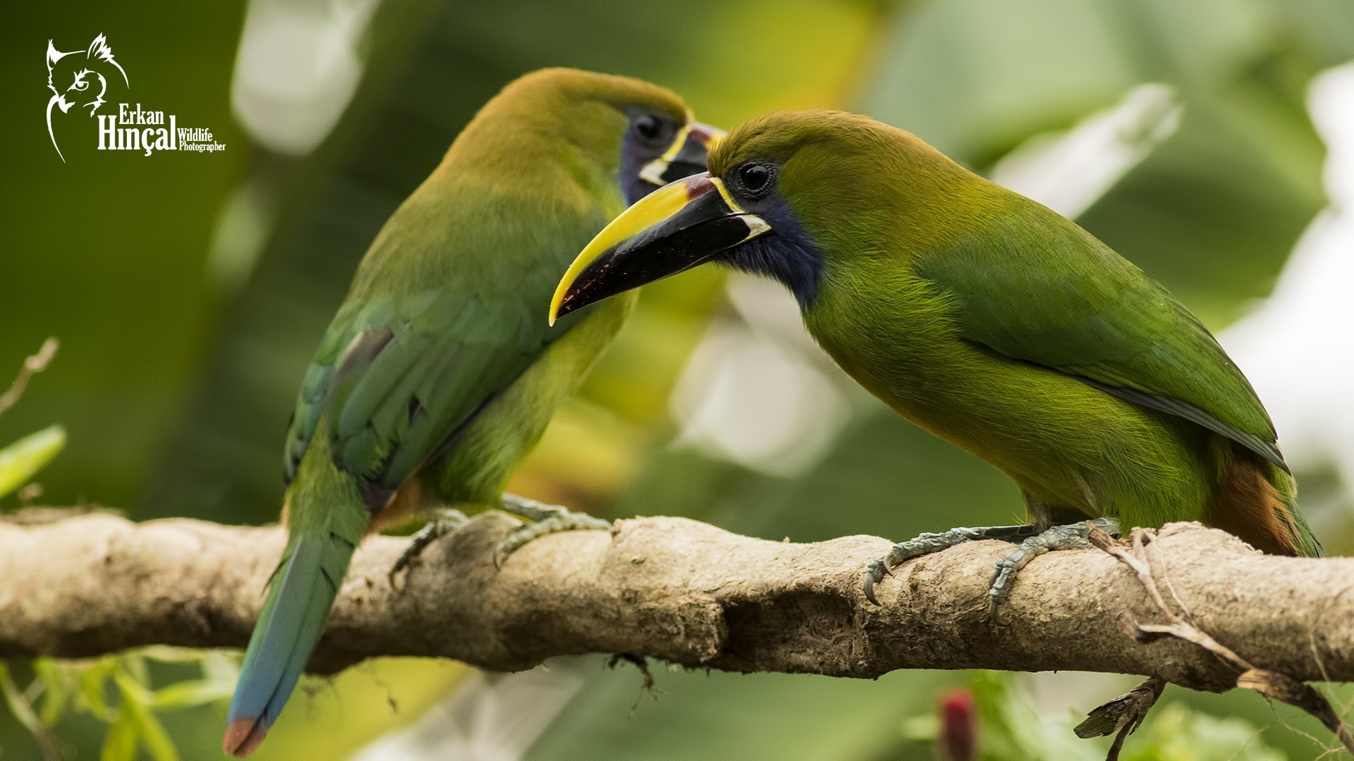 Emerald Toucanet — Ana fotoğraf