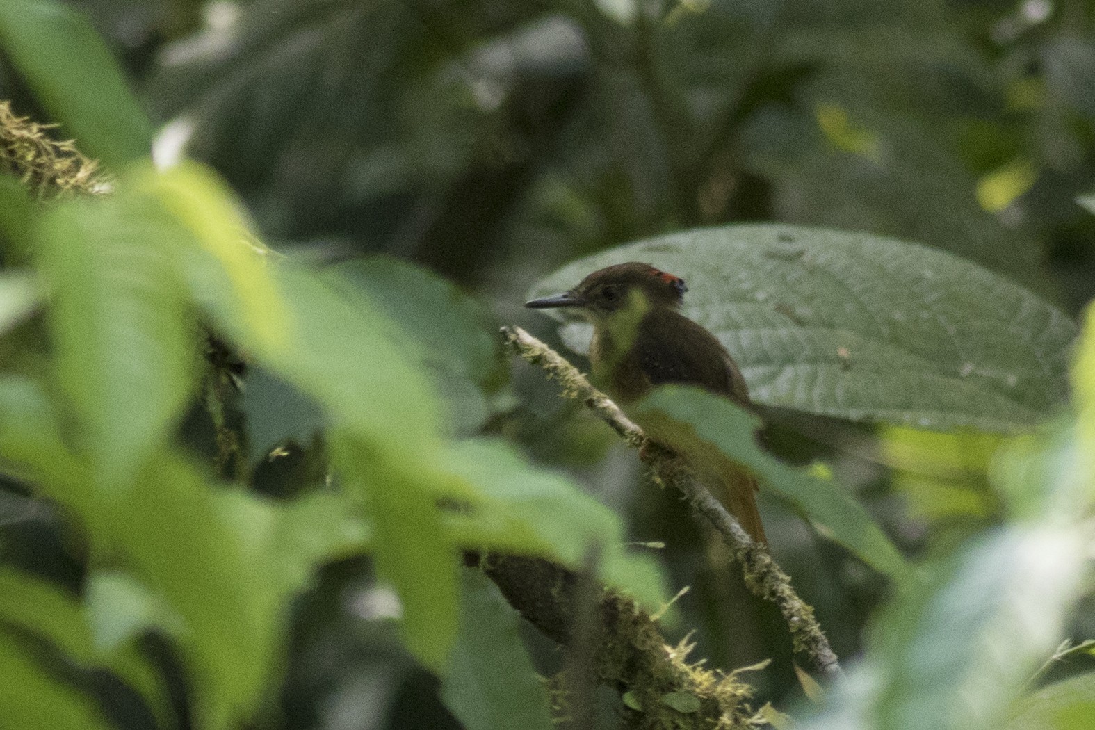 Royal Flycatcher