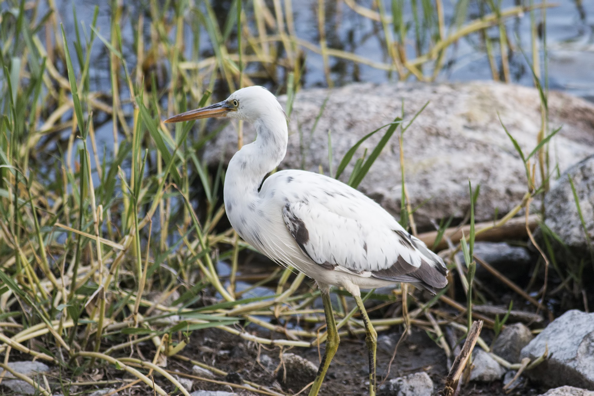 Western Reef-egret