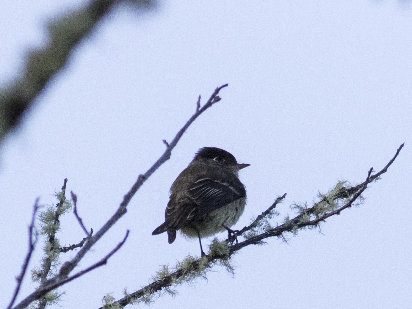Black-capped Flycatcher