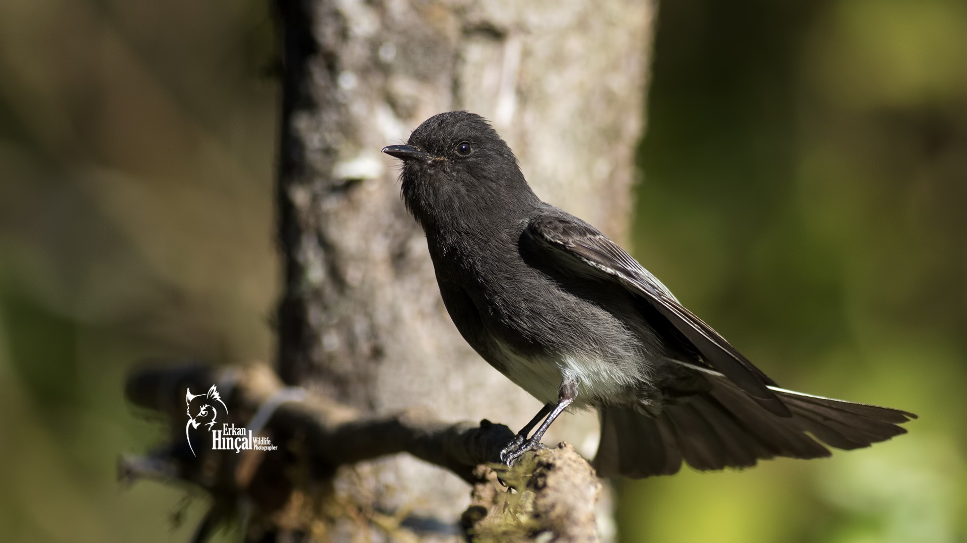 Black Phoebe