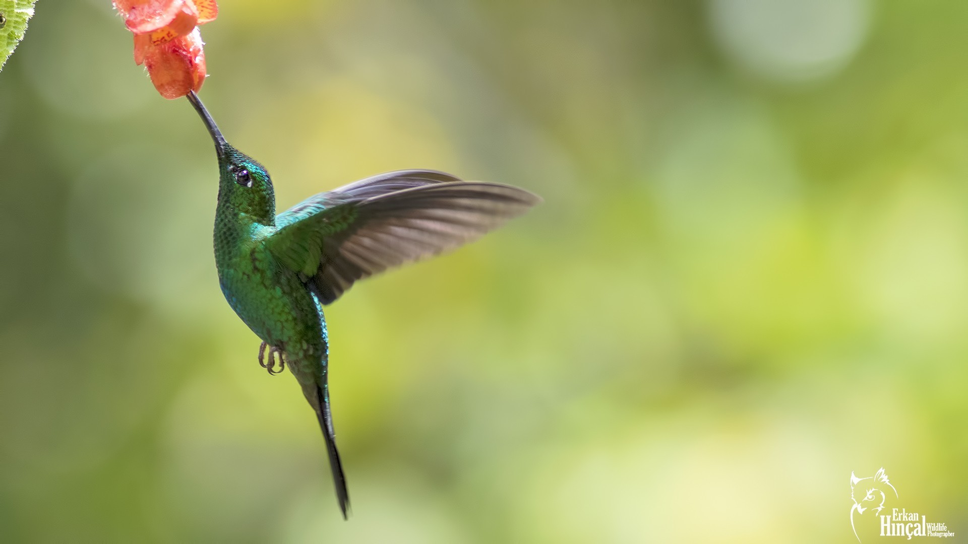Green-crowned Brilliant — Ana fotoğraf