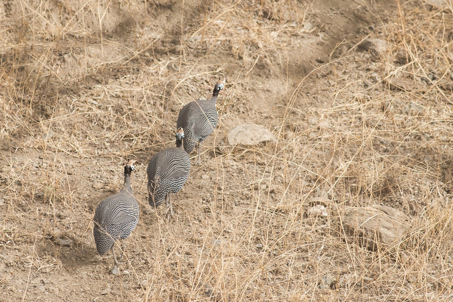 Helmeted Guineafowl