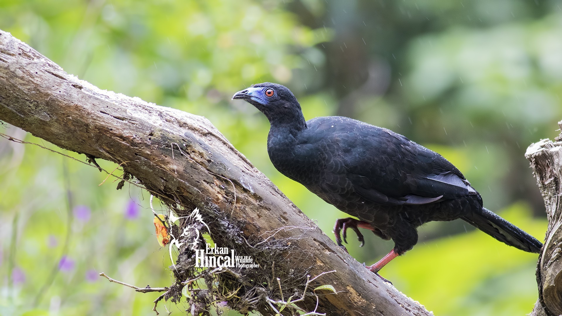 Black Guan
