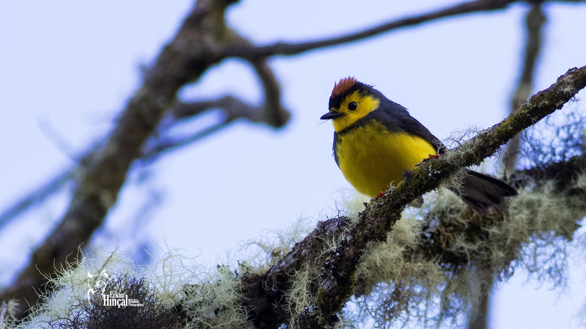 Collared Whitestart
