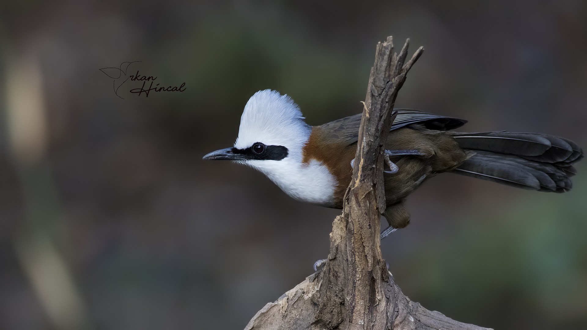 White-crested Laughingthrush