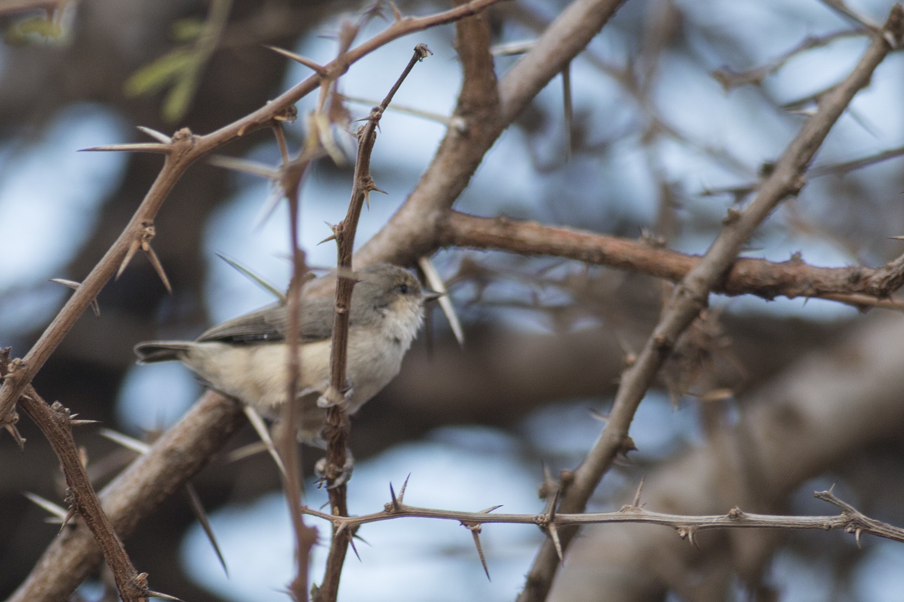 Mouse-coloured Penduline-tit
