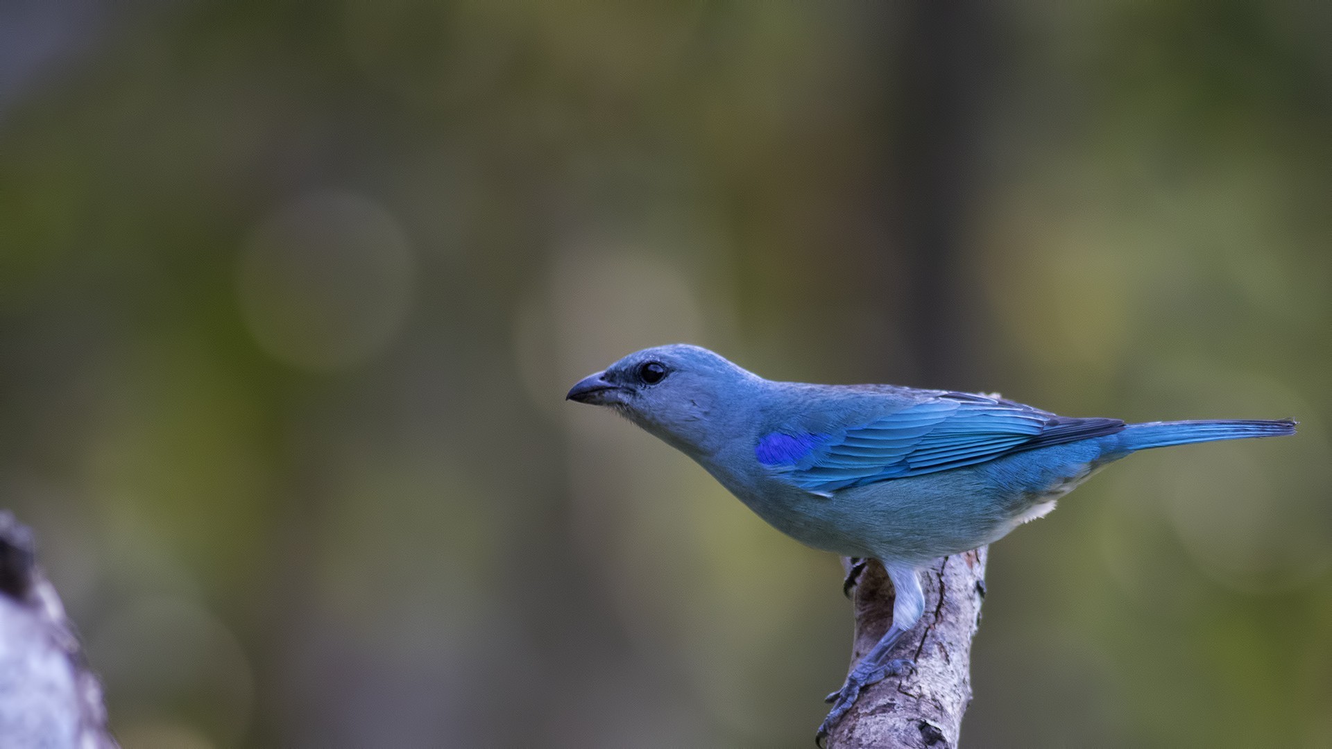 Azure-shouldered Tanager