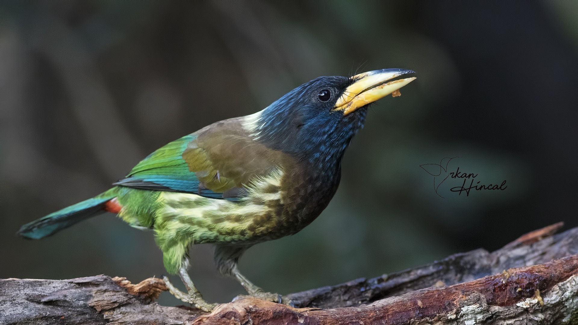 Great Barbet