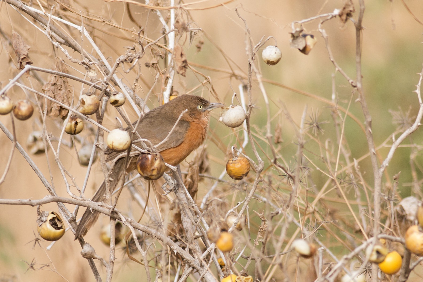 Rusty Babbler — Ana fotoğraf
