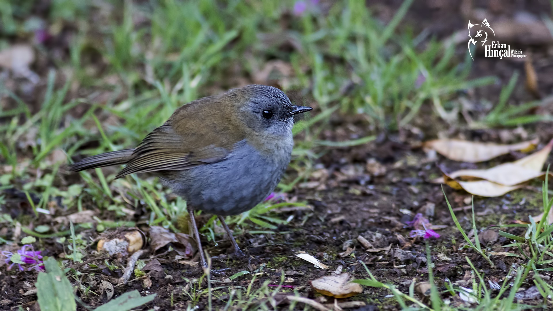 Black-billed Nightingale-thrush — Ana fotoğraf