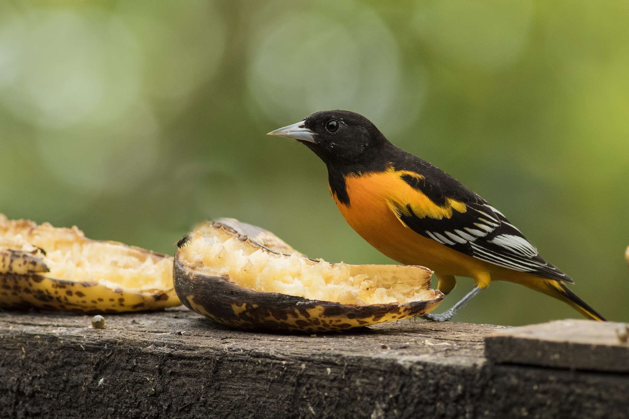 Baltimore Oriole