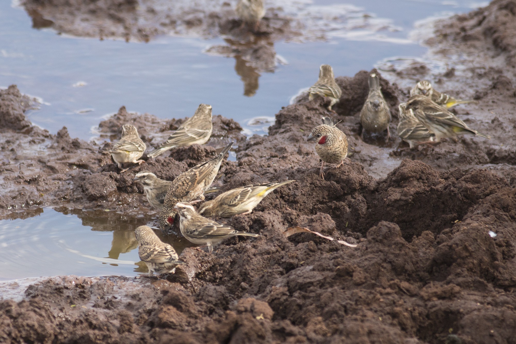 Reichenow's Seedeater — Ana fotoğraf