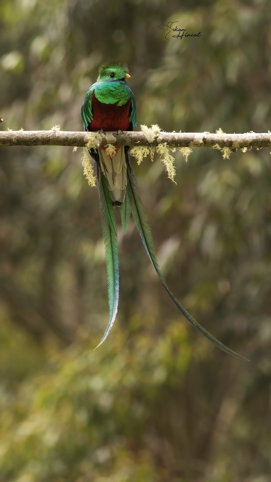 Resplendent Quetzal