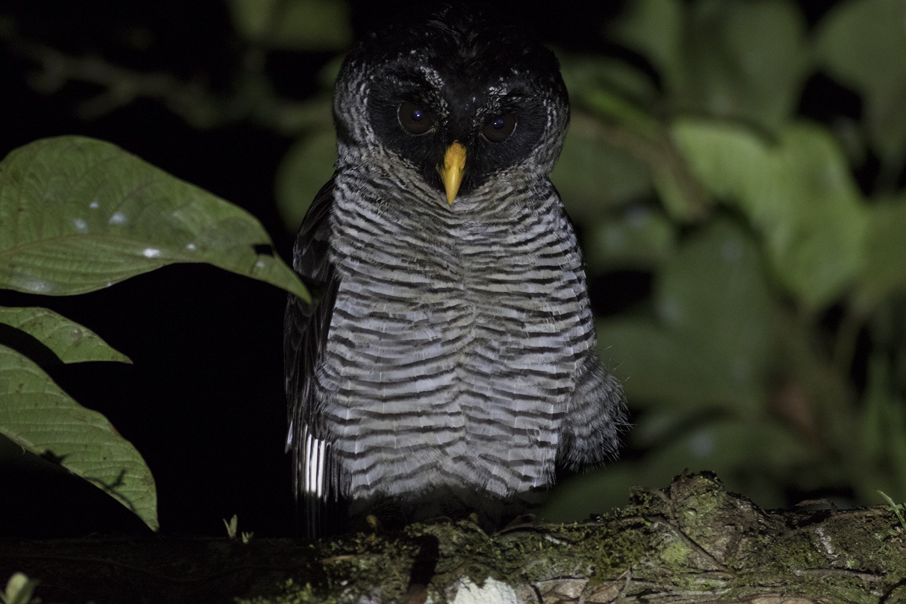 Black-and-white Owl — Ana fotoğraf