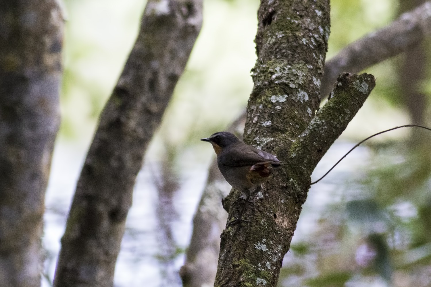 Cape Robin-chat