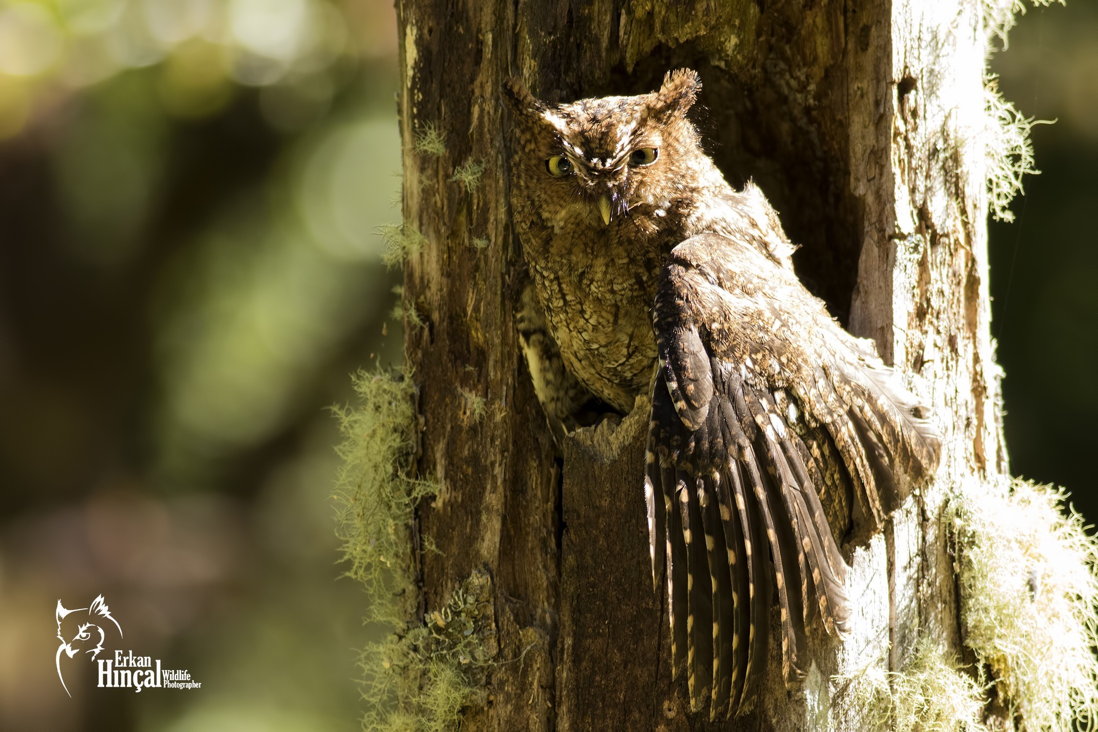 Bare-shanked Screech-owl
