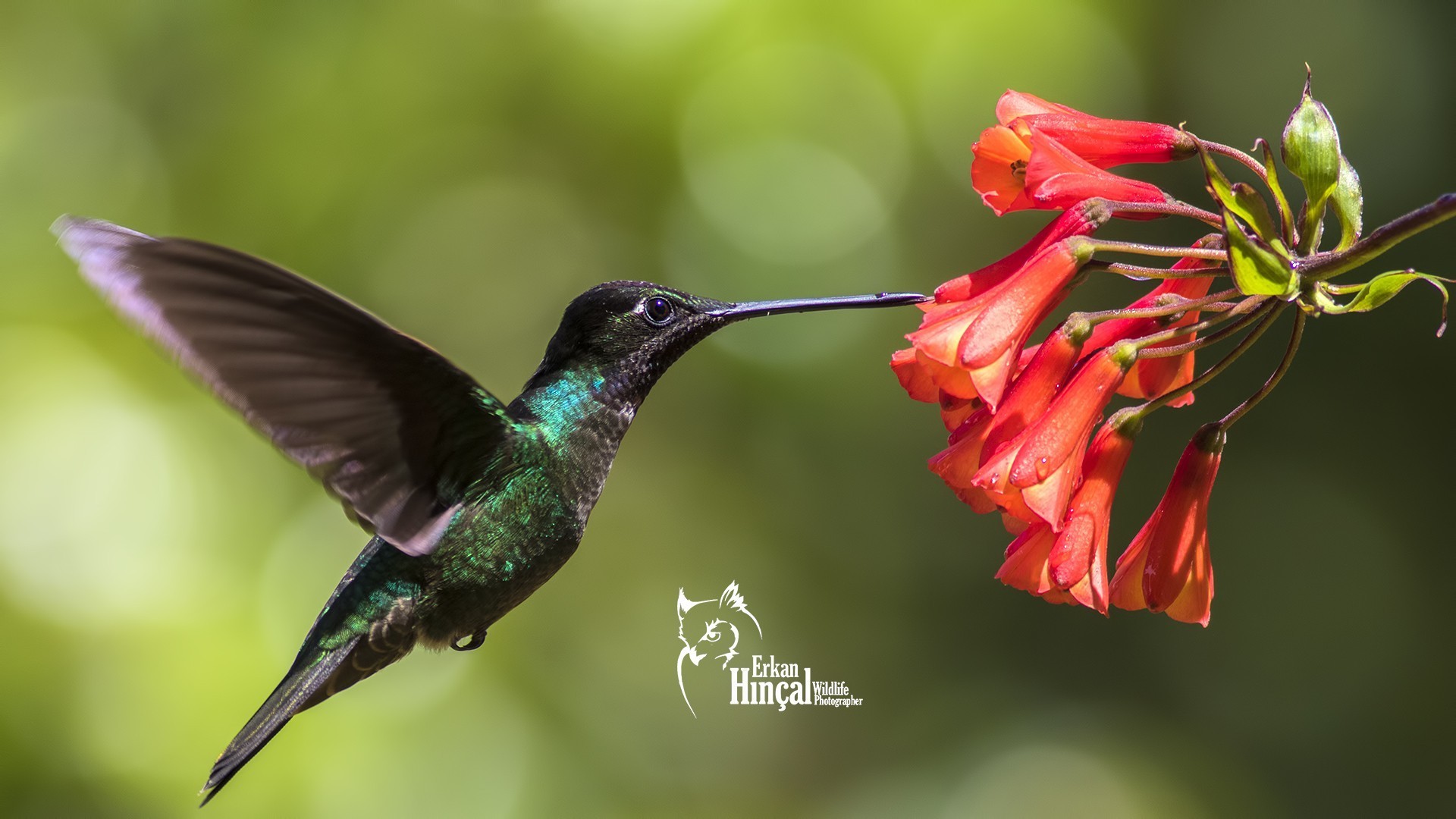 Fiery-throated Hummingbird — Ana fotoğraf
