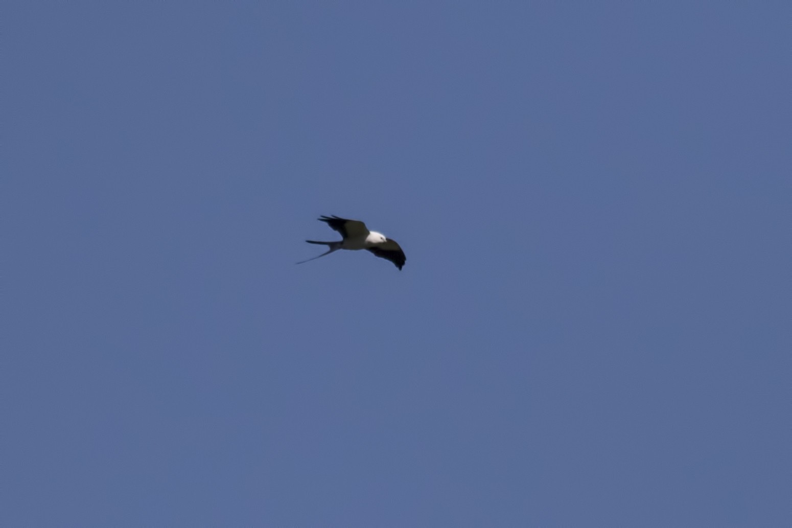 Swallow-tailed Kite
