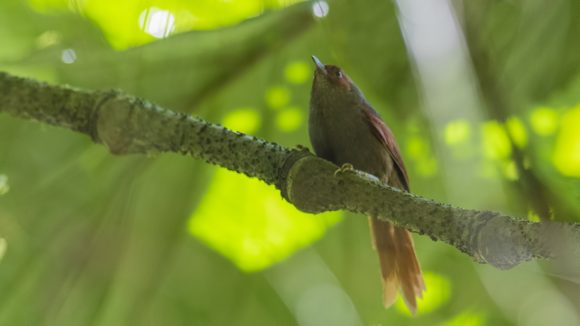 Red-faced Spinetail