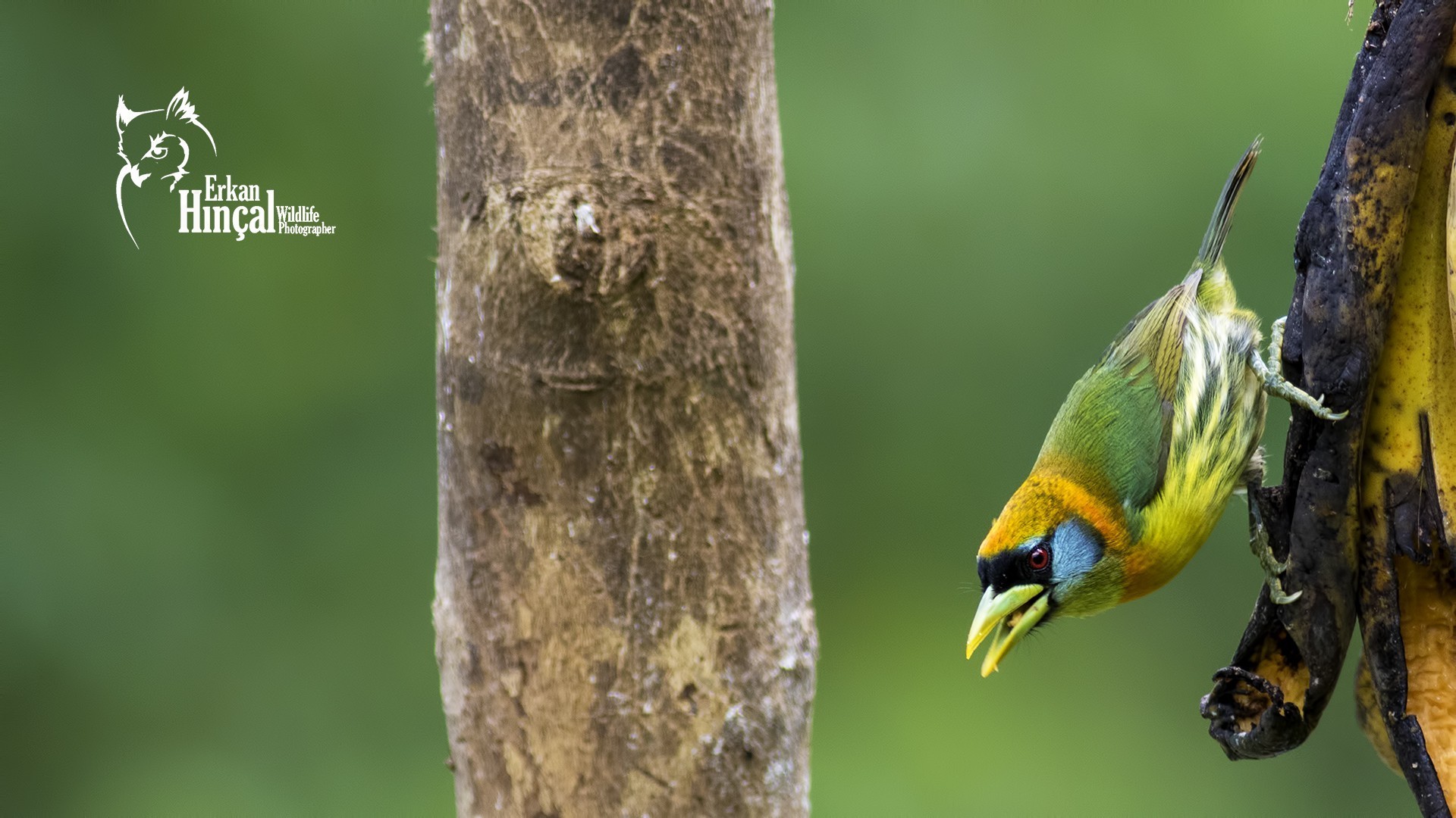 Red-headed Barbet — Ana fotoğraf