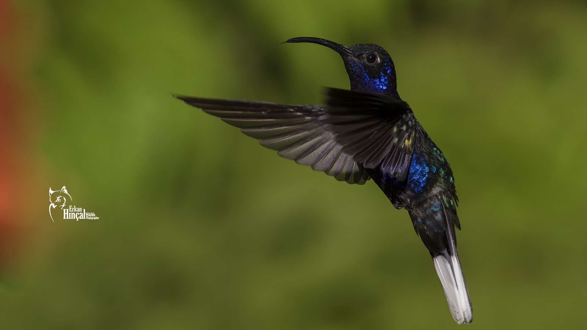 Violet Sabrewing