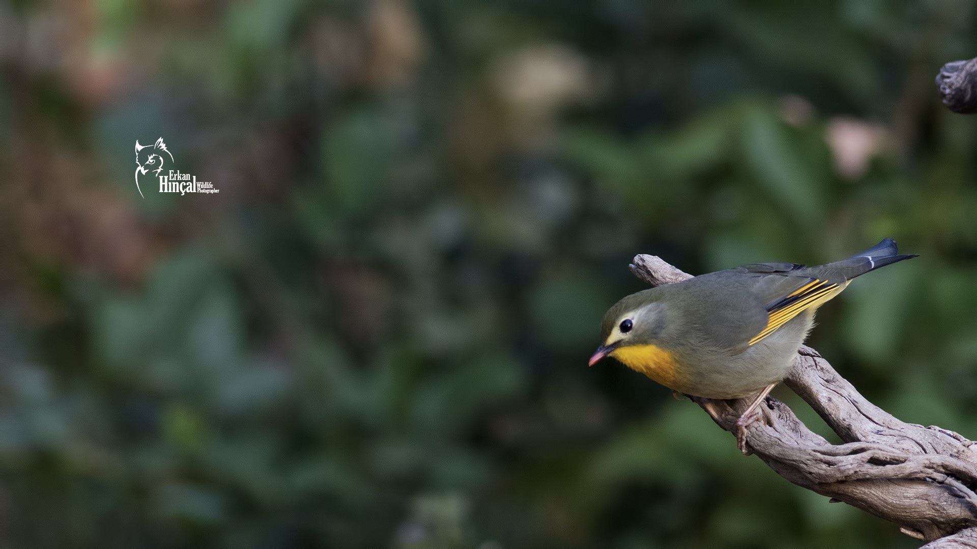 Red-billed Leiothrix