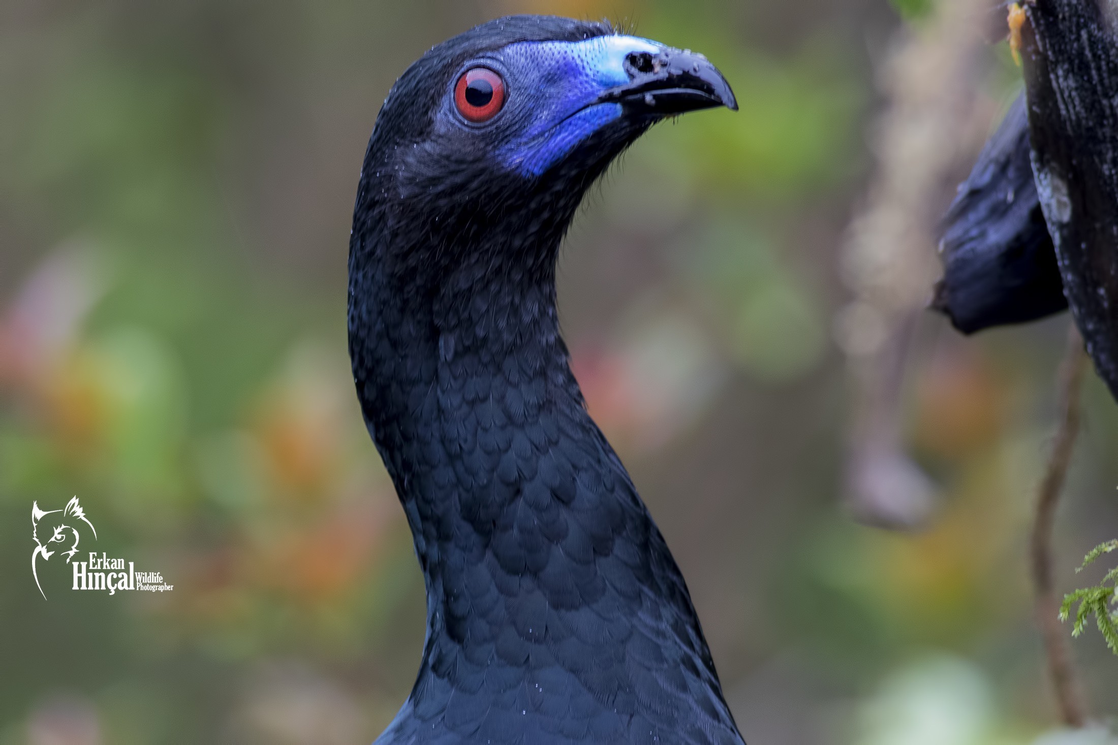 Black Guan